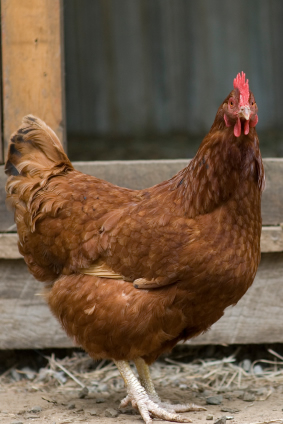 ... are complete downloadable plans for constructing your chicken coop